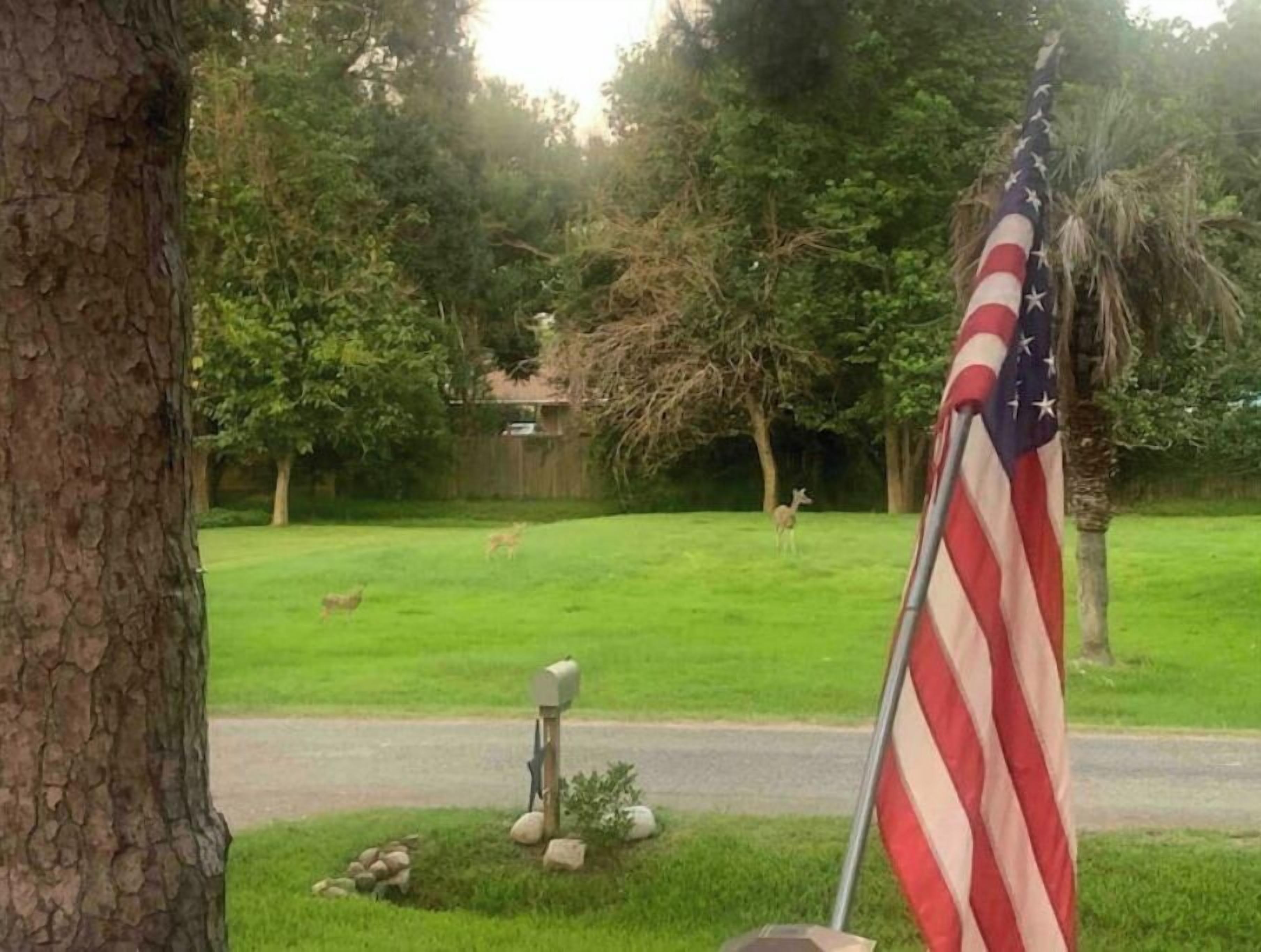 A residential yard with a mailbox, a flagpole with an American flag, and a deer in the background.