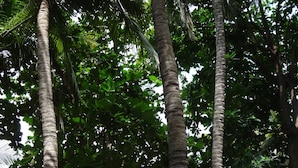 Palmeras altas con follaje denso en un patio.