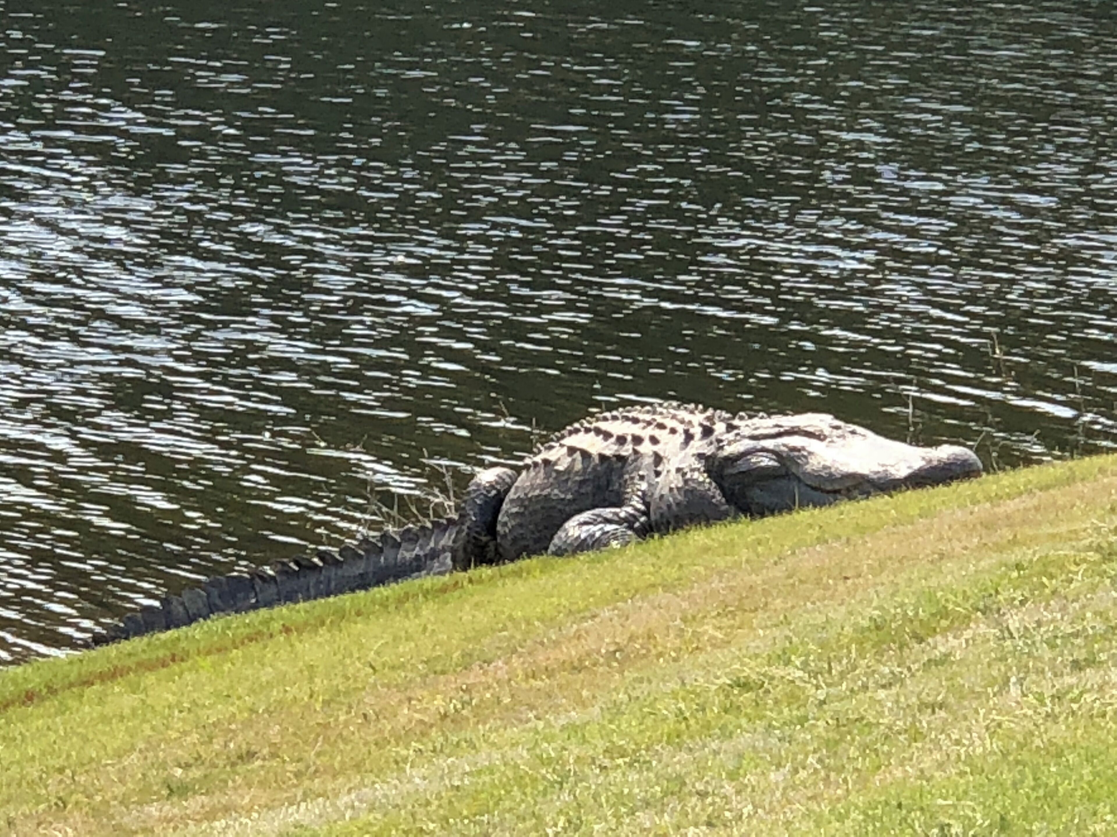 A large alligator resting on a grassy bank by a body of water.