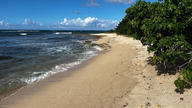 En strand med kristallklart blått vatten, en sandstrand och tät, grön vegetation.