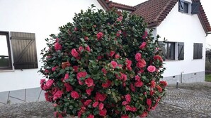 A garden with a large flowering shrub in front of a white building with a tiled roof.