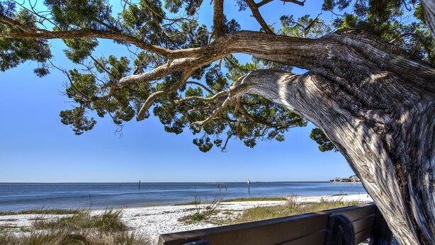 A beach bench overlooking a sandy beach with a view of the ocean and a tree in the foreground. - Laughing Gull House, Laughing Gull House (Wakulla County)