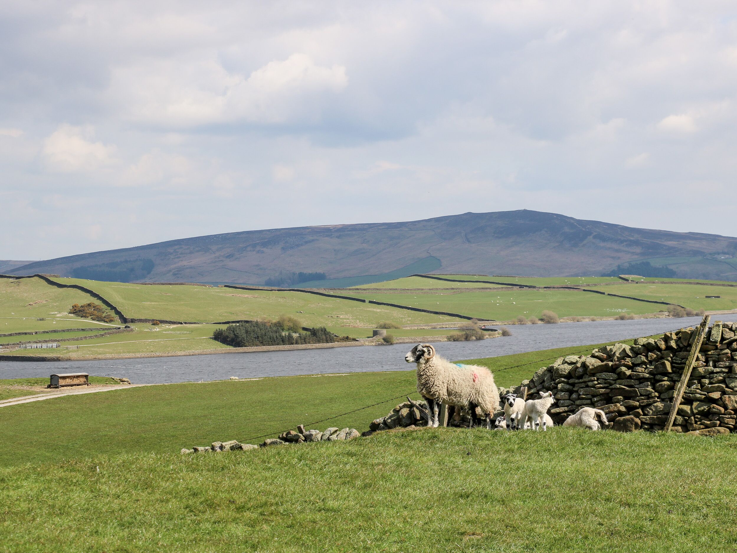 A rural landscape with a river, sheep, and stone walls.