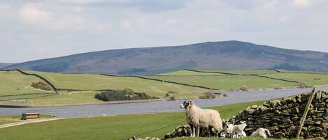 A rural landscape with a river, sheep, and stone walls.