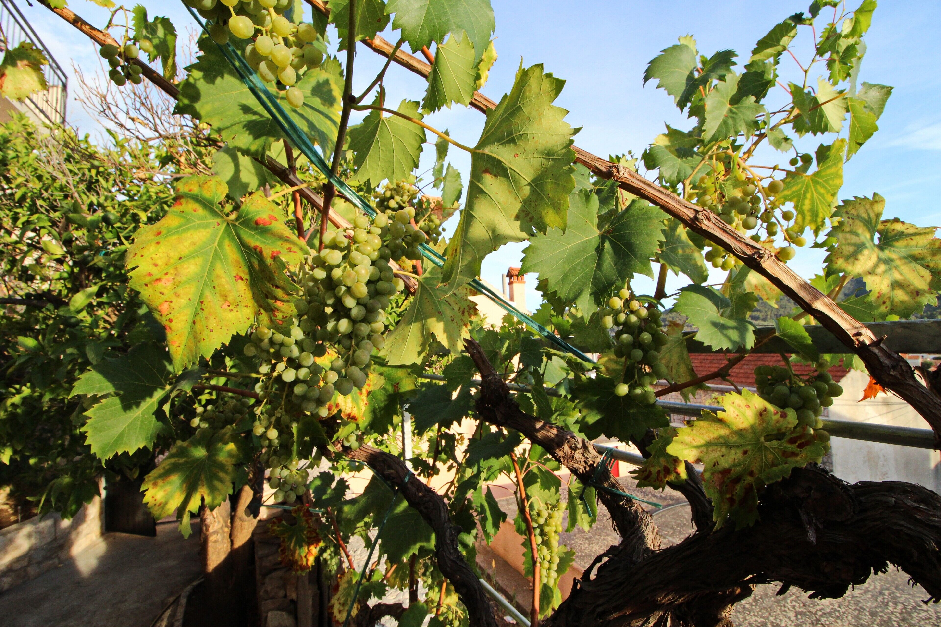 Un vignoble où l’on peut voir des rangs de vignes chargées de grappes de raisins verts.