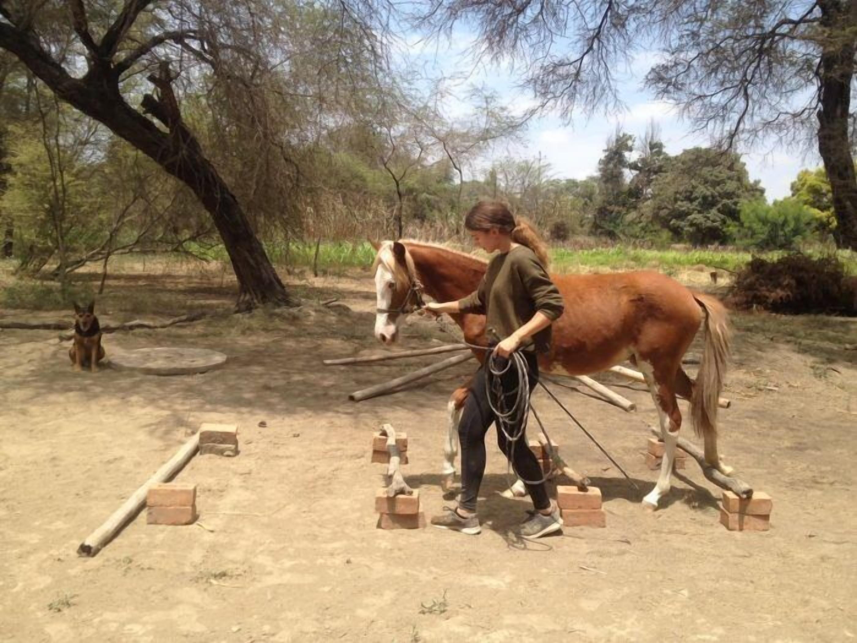 A person leading a horse with a rope, surrounded by trees and a dirt ground.