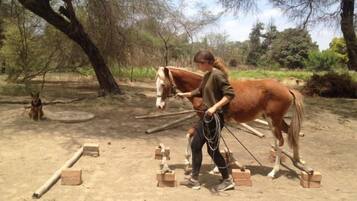 A person leading a horse with a rope, surrounded by trees and a dirt ground.