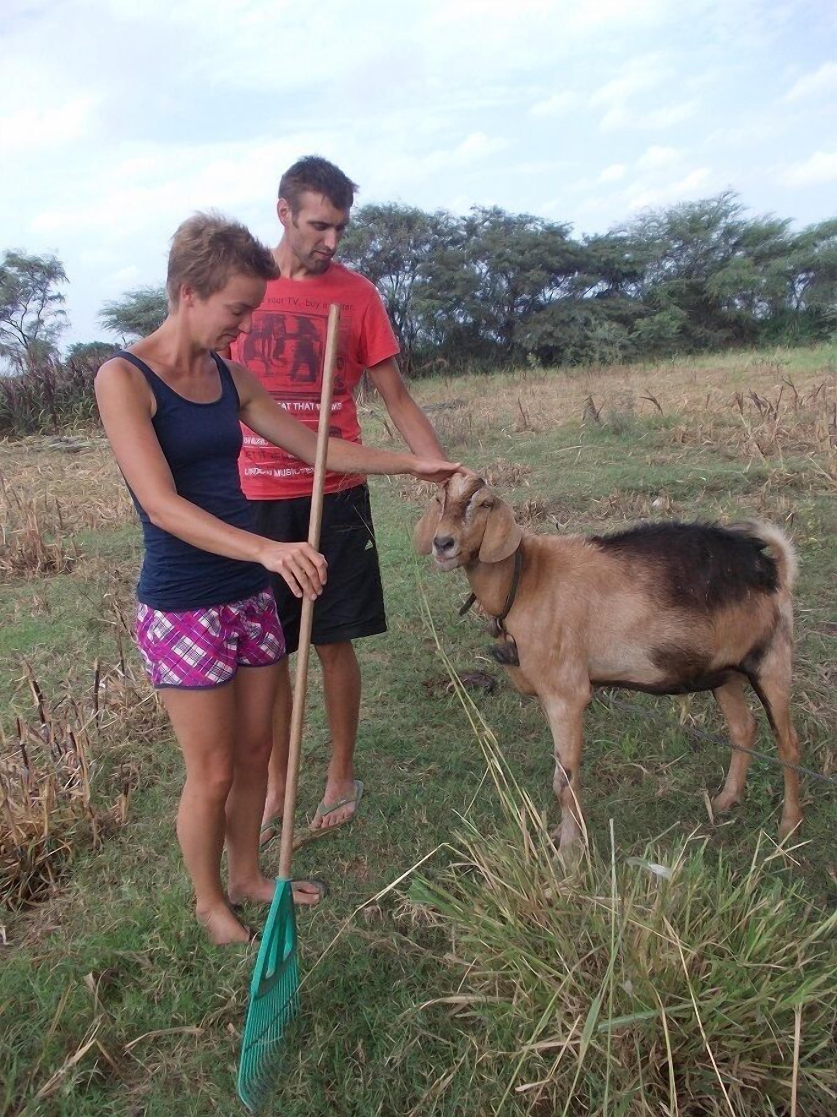 Two people in an outdoor setting with a goat, one holding a rake.