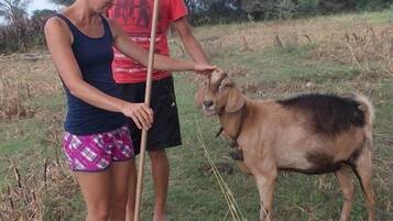 Two people in an outdoor setting with a goat, one holding a rake.