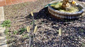 A garden with a fountain, a hose, and a door.