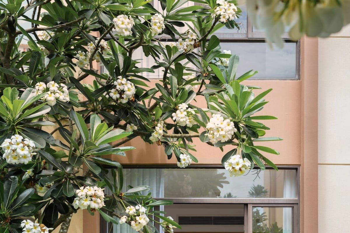 Villa Deluxe, 3 camere da letto, piscina privata, vista giardino | Terrazza/patio