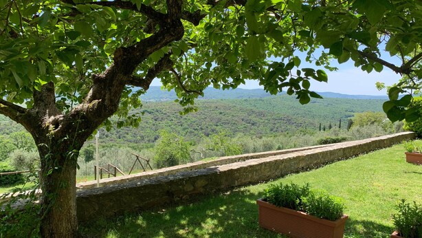 A stone wall with a grassy area and a tree providing shade.