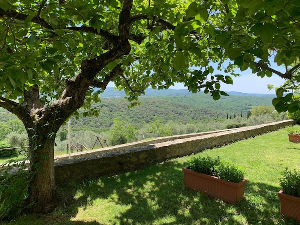 A stone wall with a grassy area and a tree providing shade.