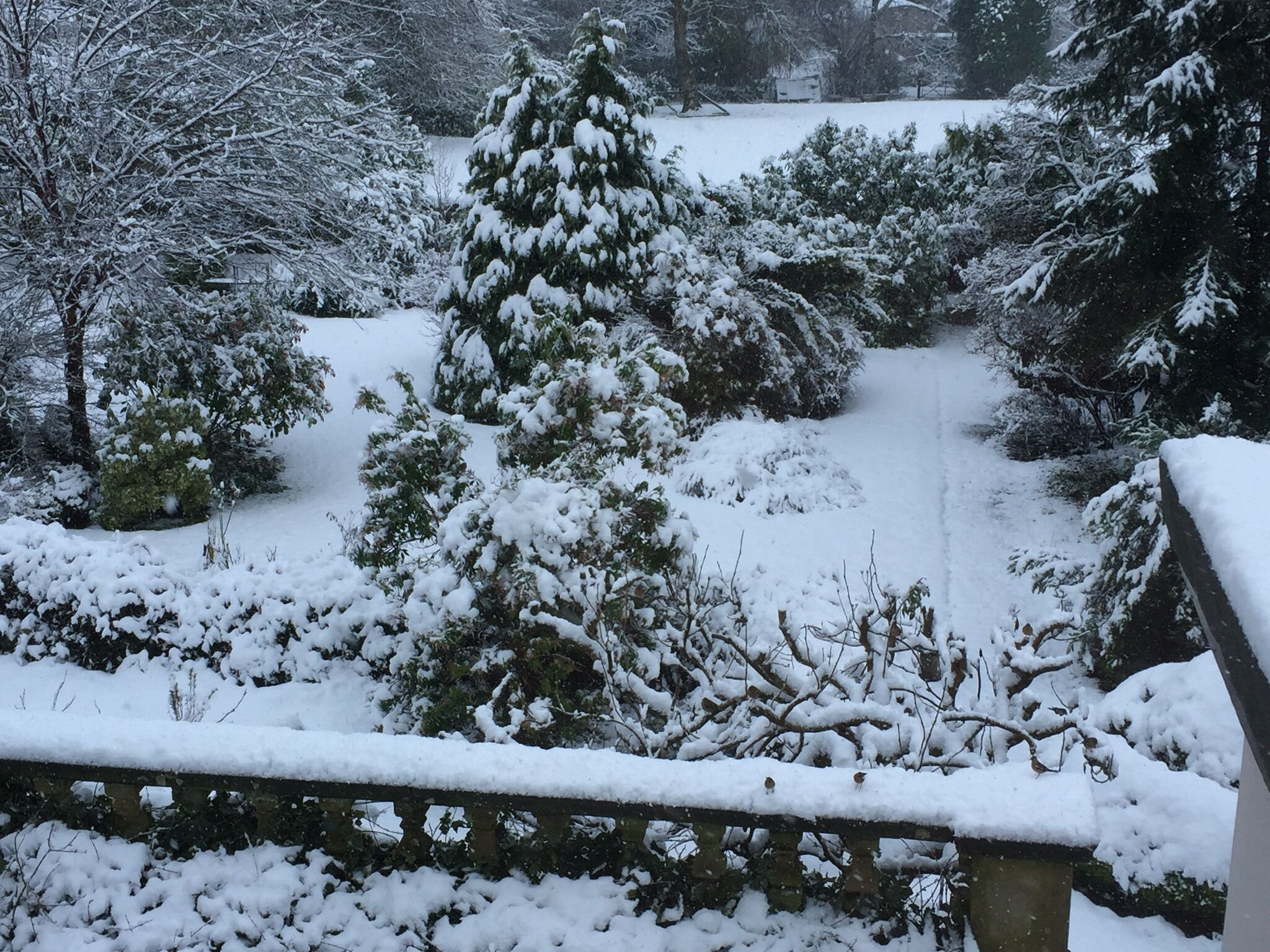 A snow-covered garden with a wooden fence and various trees.