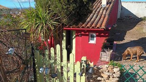 A red house with a tiled roof, a fenced yard, and a dog.