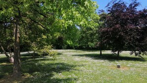 Een park met bomen, gras en verspreide witte bloemen.