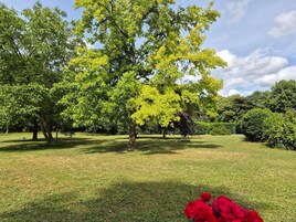 Un parque con diversos árboles y un espacio cubierto de césped.