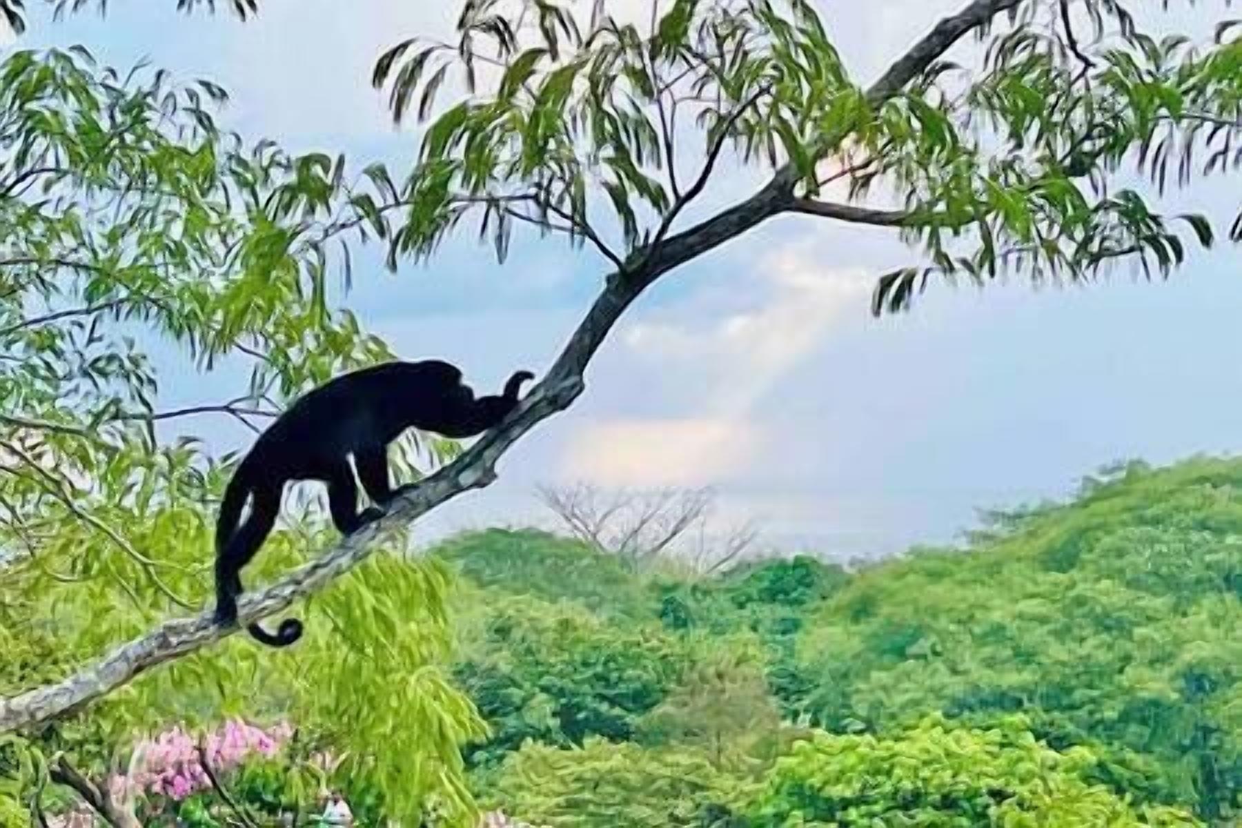Un animal noir perché sur une branche d’arbre.