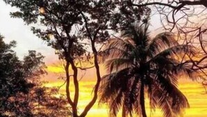 A beach scene with palm trees and a sunset. - Deluxe Penhouse with Pool - 3 min walk to the beach (Playa Pelada)