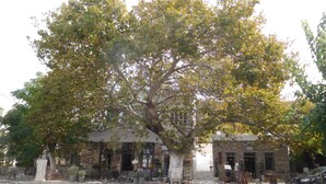 Ein Gebäude mit einer Steinfassade, einem Außenbereich mit Sitzgelegenheiten und einem großen Baum davor.