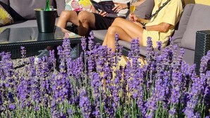 A couple sitting on a grey outdoor sofa with a black table in front, surrounded by purple flowers. - Epokgården (Öregrund)