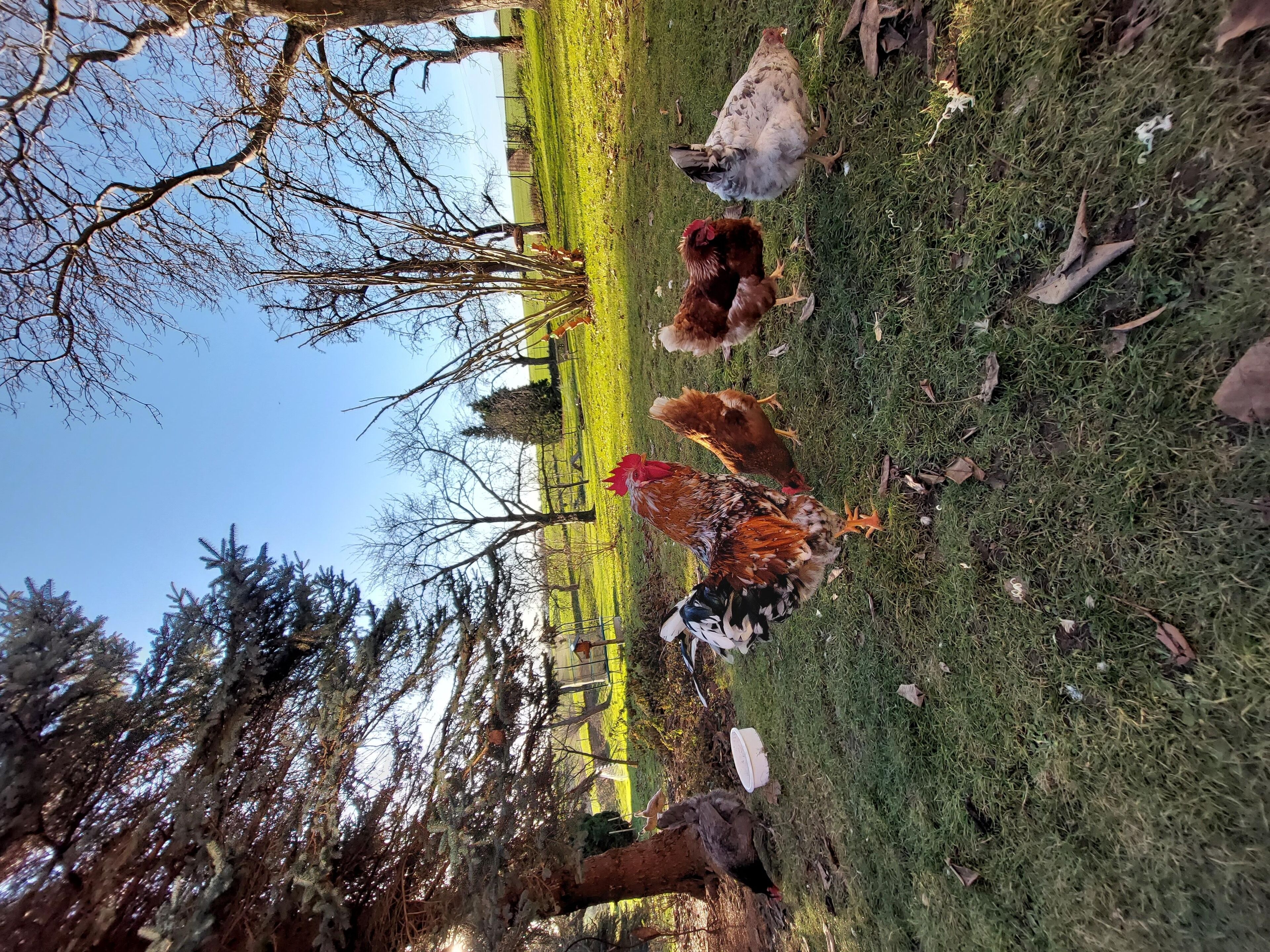 A grassy outdoor area with a few chickens and a tree.
