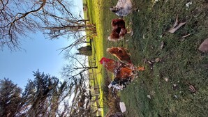 Un espacio al aire libre con césped, algunas gallinas y un árbol.