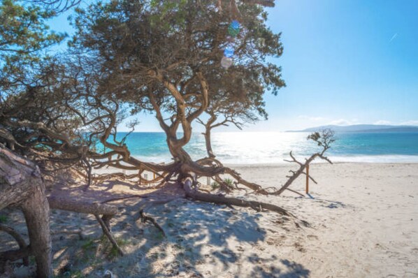 Une plage avec un grand arbre et une vue dégagée sur l’océan.
