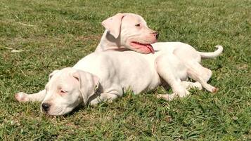 Animaux de compagnie acceptés