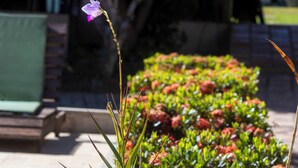 Un jardín con diversas plantas y flores, incluyendo una flor morada destacada en un tallo alto.