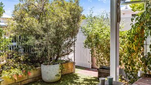 A garden with a large potted tree, a wooden bench, and a white fence. - Saltbush Cottage in fabulous South Fremantle. (South Fremantle)