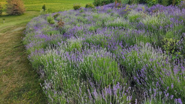 A field of lavender with a path leading through it. - Tamarack Point Homestead (Arcadia)