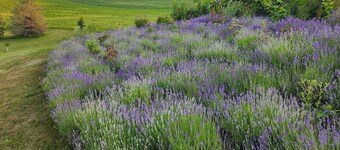 Tamarack Point Homestead