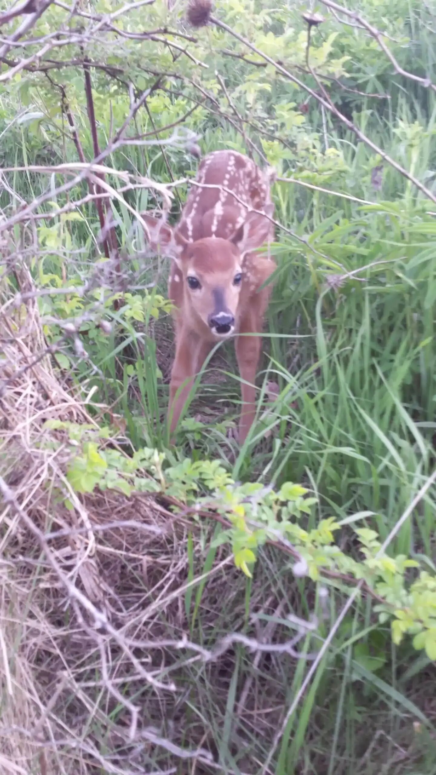 A young deer in a natural setting with dense vegetation and branches.