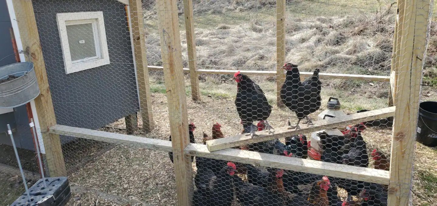 A chicken coop with a wire mesh and wooden posts, surrounded by a dry, grassy field.