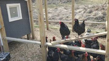 A chicken coop with a wire mesh and wooden posts, surrounded by a dry, grassy field.