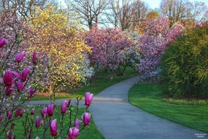 Property grounds - A Cozy, Homely, Fun Retreat minutes from downtown (Rochester)