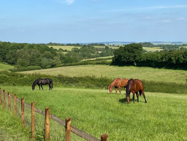 A grassy field with a wooden fence and horses grazing. - Glebe Barn - heart of the Cotswolds (Upper Rissington)