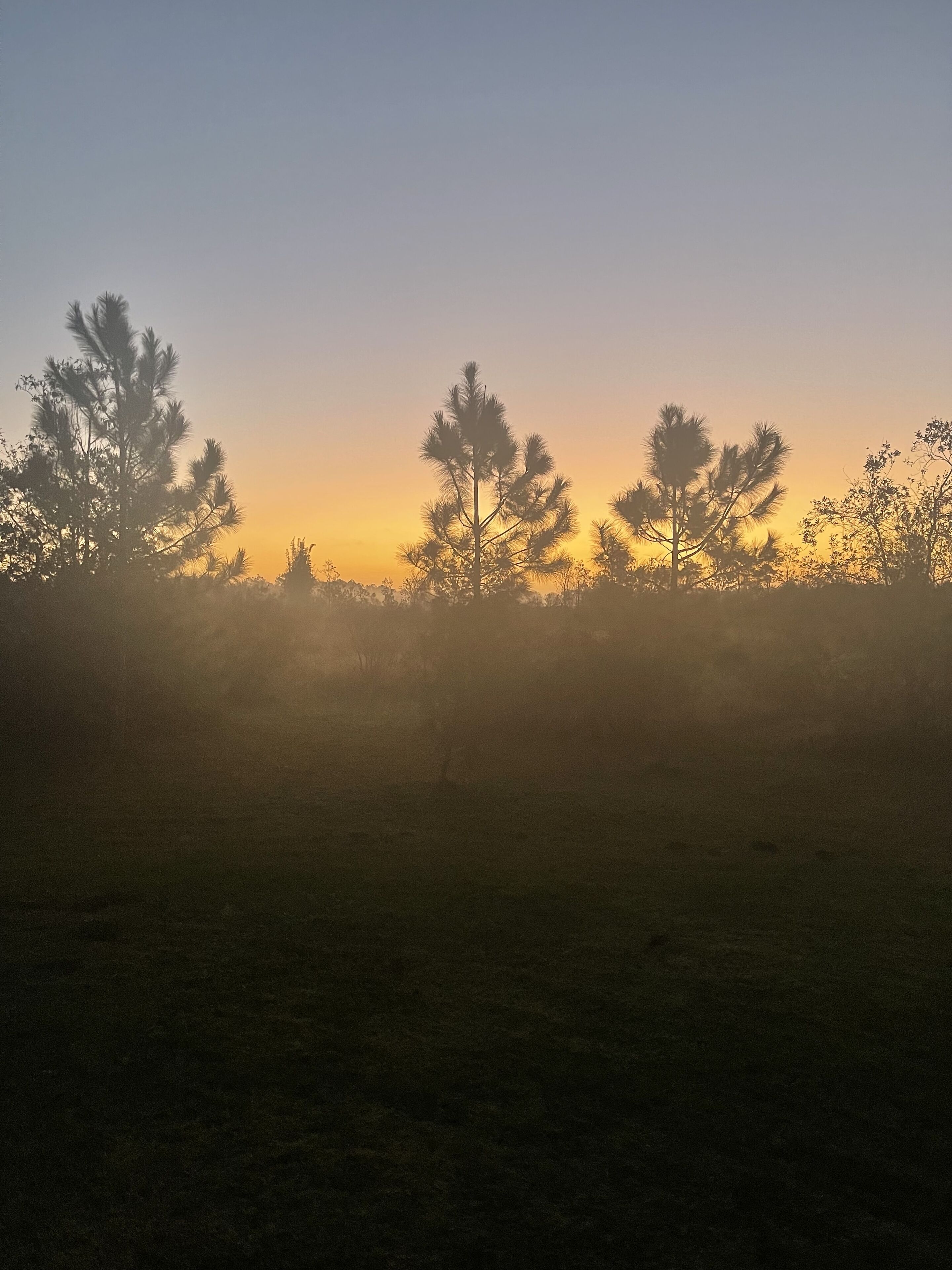 A field with trees silhouetted against a sunrise.