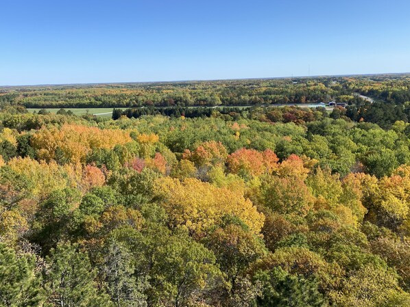 A forested landscape with a clear sky.