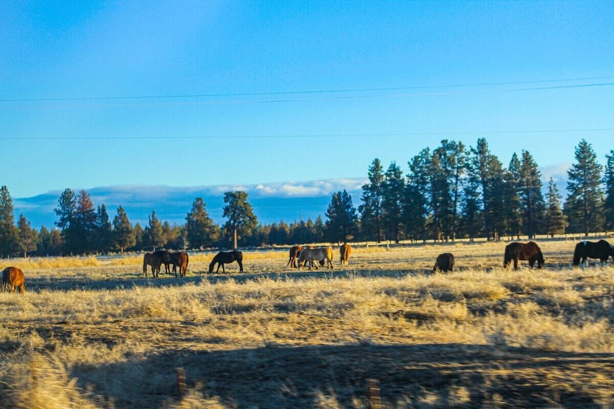 A field with horses grazing, surrounded by trees and a clear sky.