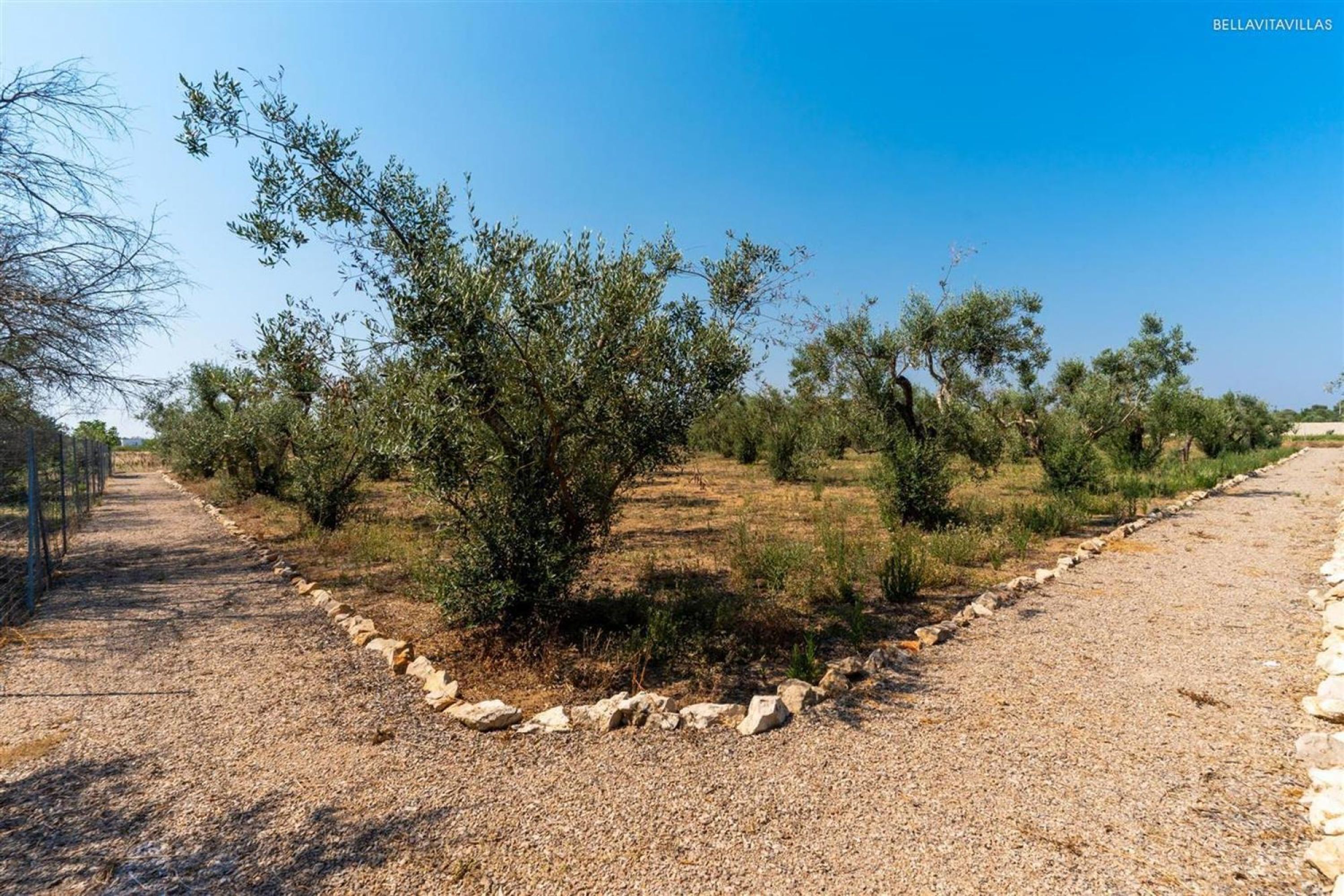 A gravel path bordered by olive trees and a stone wall, leading through a dry, open landscape.