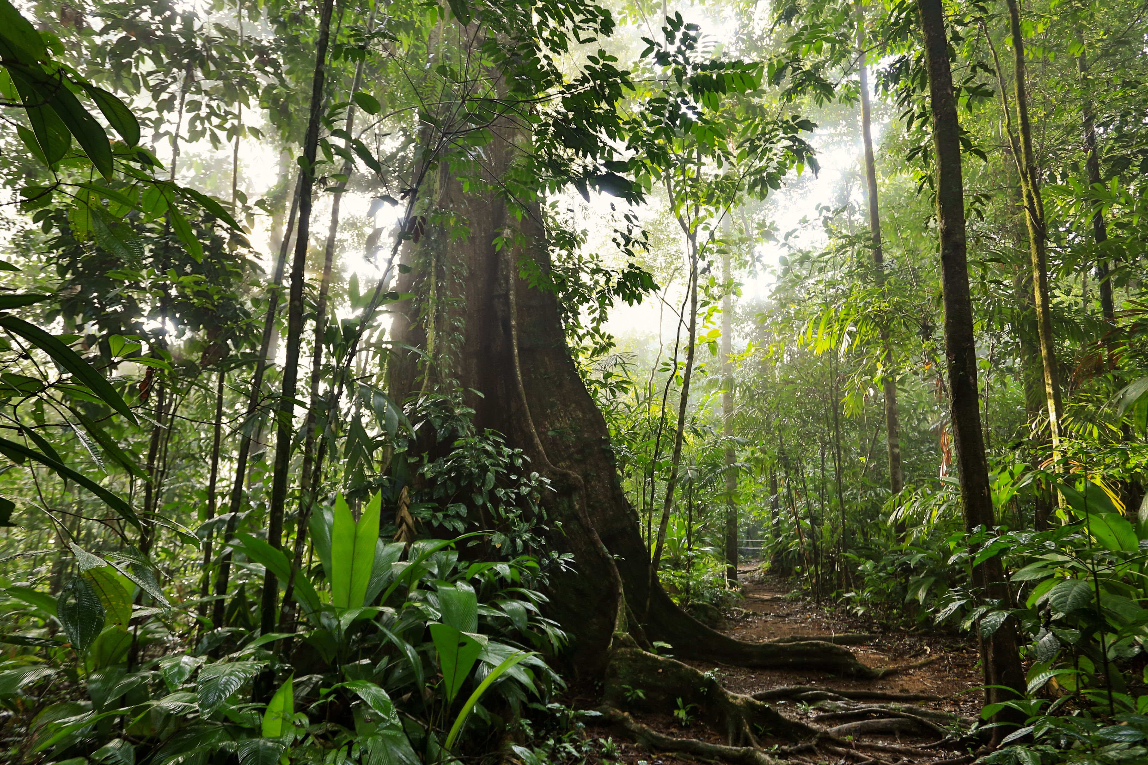 Un bosque tupido con diversidad de árboles y vegetación.