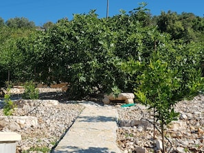 Un sendero de piedra que atraviesa un jardín con diversas plantas y árboles.