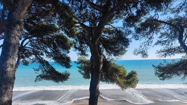 Une plage avec un arbre au premier plan et une vue sur la mer.