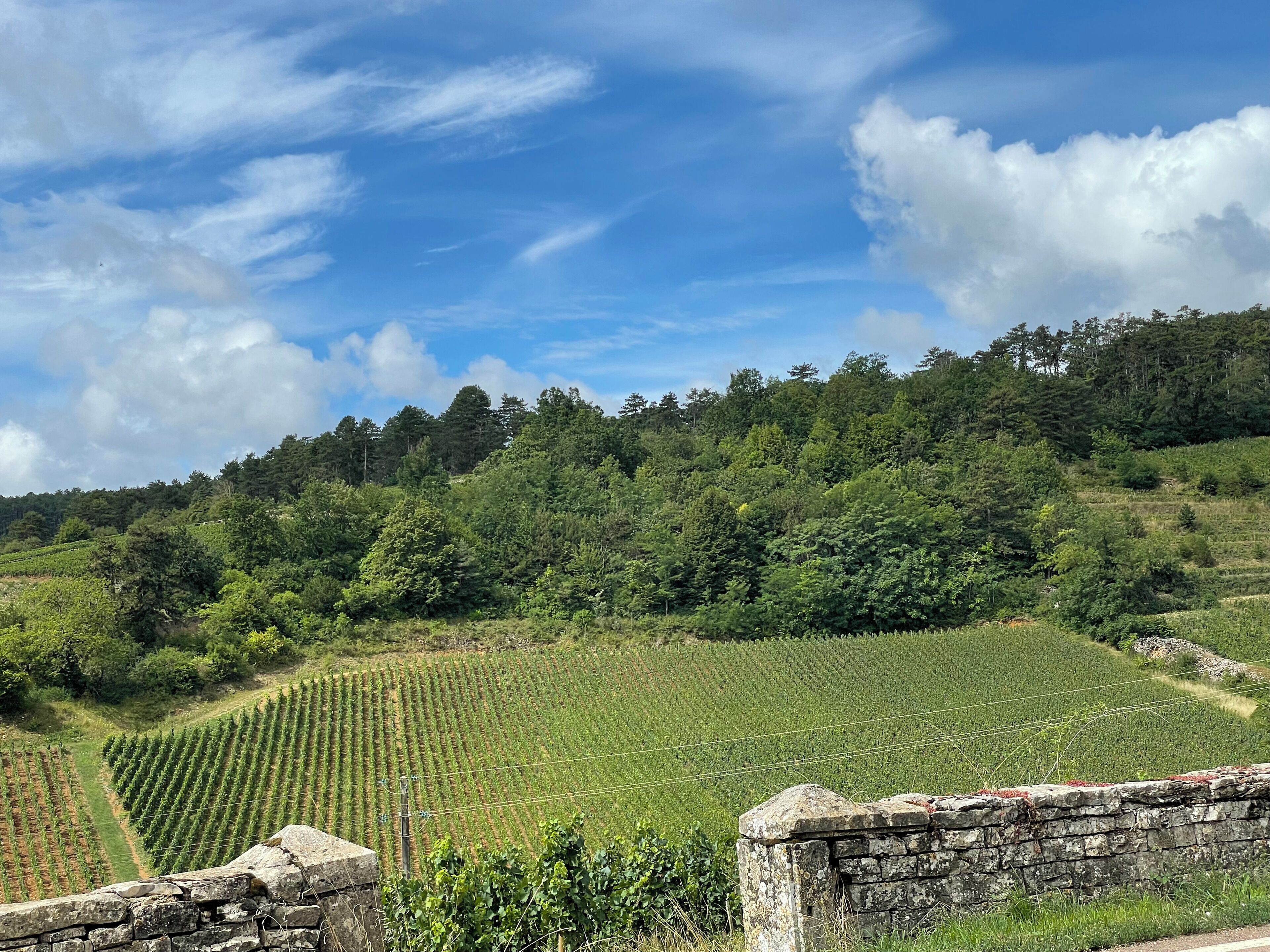 A vineyard with rows of grapevines and a stone wall in the foreground.