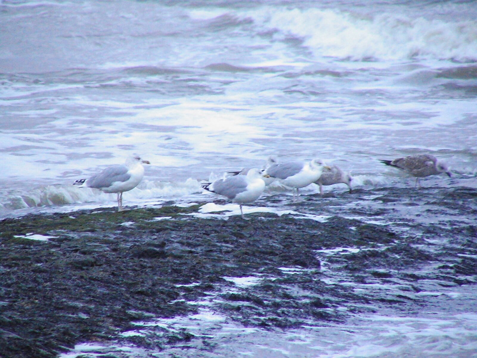 A group of seagulls on a rocky shore near the water.