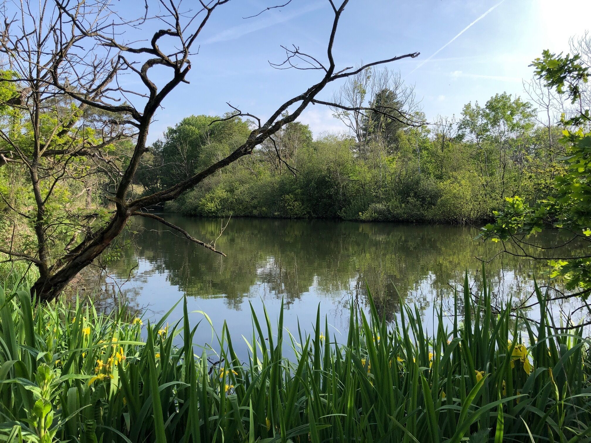 A tranquil river scene with dense greenery and a clear sky.