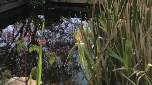A pond with water plants and a tree in the foreground. In the background, there is a building with a sloped roof and a person walking on the grass.