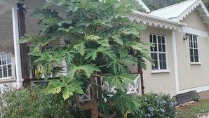 Ein Haus mit überdachter Veranda, einem großen Baum und einem Garten mit verschiedenen Pflanzen.
